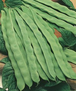 bean supermarconi seeds production