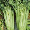 celery tall utah 52_70 seeds production