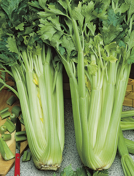 celery tall utah 52_70 seeds production