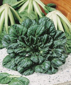 oriental brassicas
assortment tatsoy seeds production