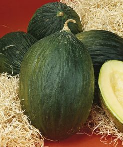 melon tendral green seeds production