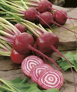produzione semi barbabietola tonda di chioggia