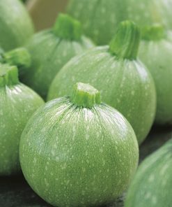 squash tondo chiaro di nizza seeds production