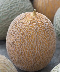 melon top net seeds production