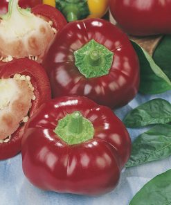 pepper topepo rosso seeds production