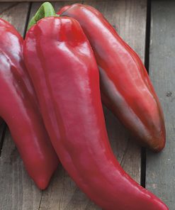 pepper toro seeds production