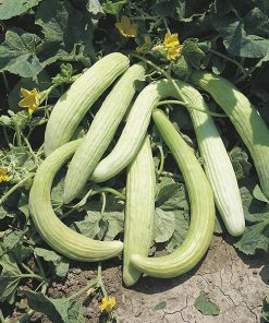 cucumbers from the south italy tortarello abruzzese seeds production