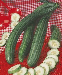 cucumbers from the south italy tortarello barese seeds production