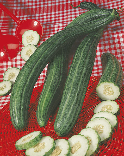 cucumbers from the south italy tortarello barese seeds production