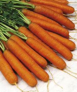 produzione semi carota touchon