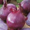 onion red tropeana tonda seeds production