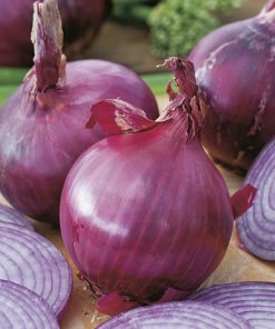 onion red tropeana tonda seeds production