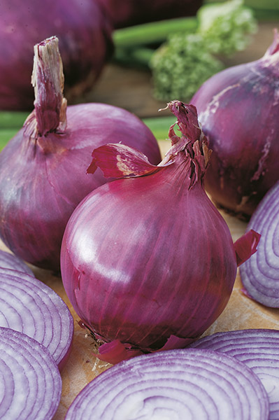 onion red tropeana tonda seeds production