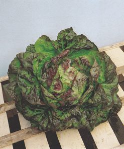 lettuce trotzkopf seeds production