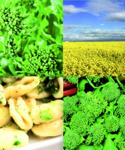 produzione semi broccoletto di rapa sessantino leccese