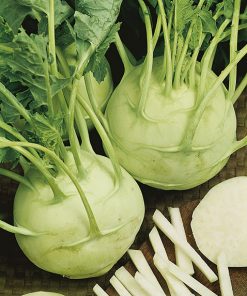 Seed production Tyrol F1 Kohlraby