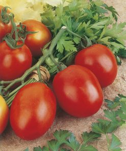 tomato uc 82b seeds production