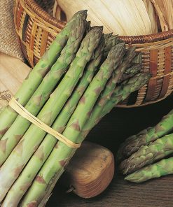 asparagus uc157f1 seeds production