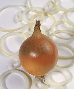 onion yellow valenciana tardia de exportation seeds production