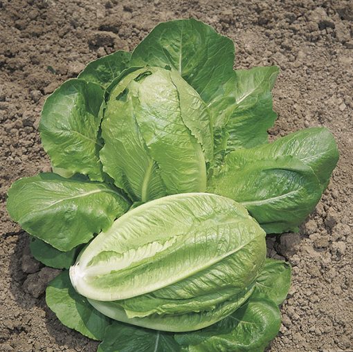 lettuce valmaine seeds production