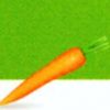 organic vegetable varieties pisello rondo / pea rondo seeds production