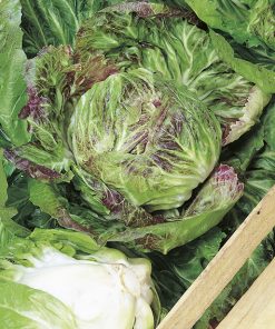 chicory variegata di chioggia seeds production