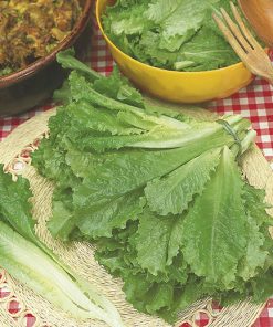 produzione semi lattuga verde a foglia riccia