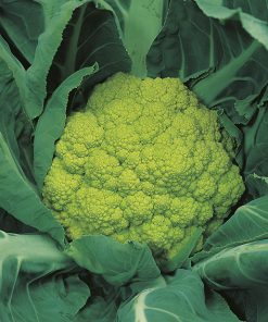 cauliflower verde di macerata seeds production