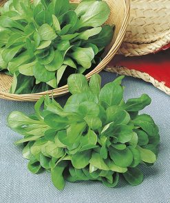 corn salad verte de cambrai seeds production