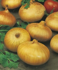 produzione semi cipolla a tunica gialla vertus