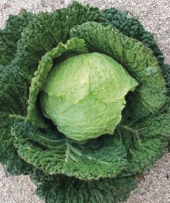 savoy cabbage vertus 2 seeds production