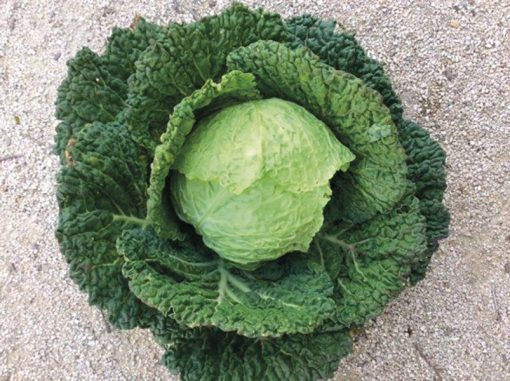 savoy cabbage vertus 2 seeds production