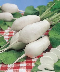 produzione semi rapa vertus-marteau
