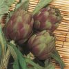 artichoke violet de provence seeds production