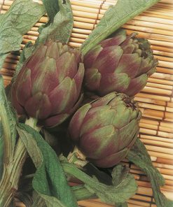 artichoke violet de provence seeds production
