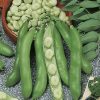 broad bean violet seeds early seeds production