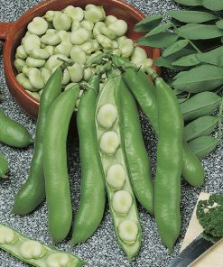 broad bean violet seeds early seeds production