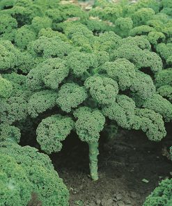 kale vitessa seeds production
