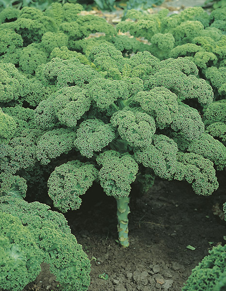 kale vitessa seeds production
