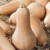 pumpkin waltam butternut seeds production