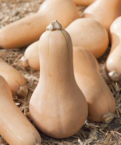 pumpkin waltam butternut seeds production
