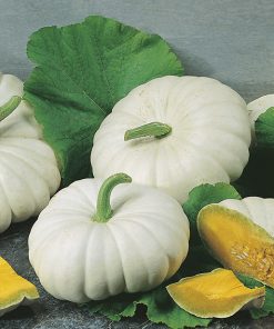 pumpkin white flat boer seeds production