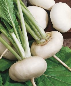 turnip white flat seeds production