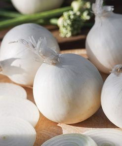 onion white white grano seeds production