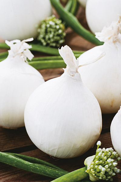 onion white white sweet spanish ringmaster seeds production