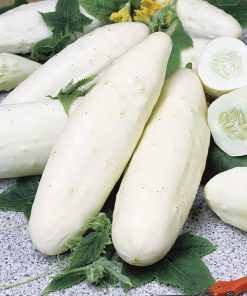 cucumber white wonder seeds production