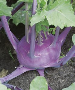 produzione semi cavolo rapa wiener blauer