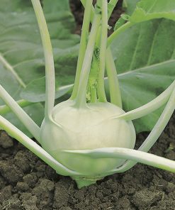 produzione semi cavolo rapa wiener witte