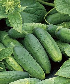 cucumber wisconsin smr 58 seeds production