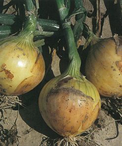 produzione semi cipolla a tunica gialla babosa